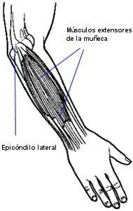 anatomia-w